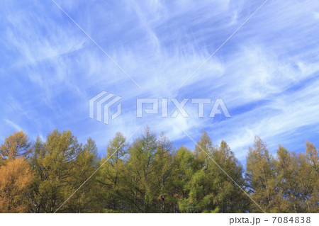 黄葉 黄葉 7084838