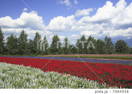 花畑と雲 花畑と雲 7084938