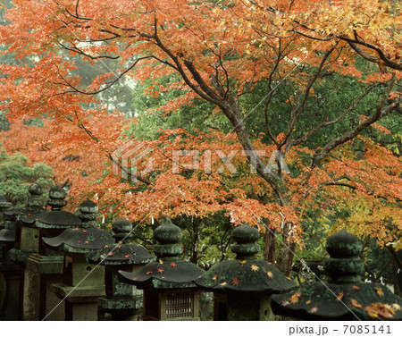 春日大社の秋 7085141