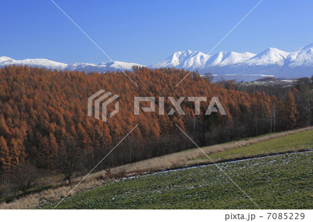 紅葉のカラマツ林 紅葉のカラマツ林 7085229