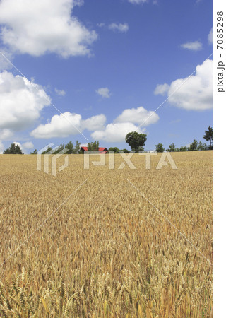 田園風景 7085298