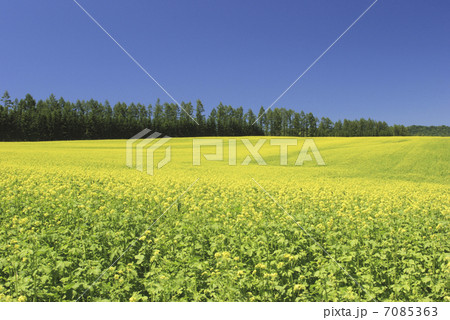 キガラシと樹林 7085363