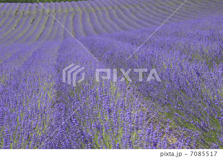 ラベンダー畑 7085517