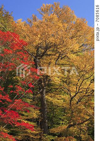 紅葉樹林 紅葉樹林 7085616
