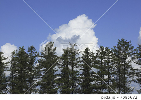 カラマツ林と入道雲 7085672