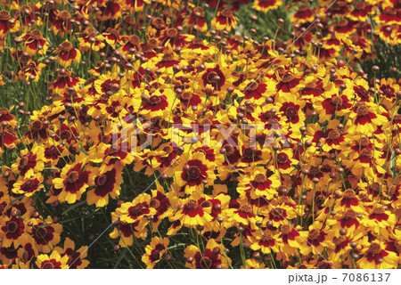 蛇の目草 7086137