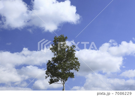 一本の木と雲 7086229