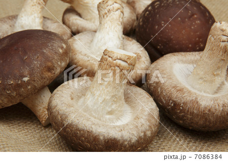 しいたけ 7086384