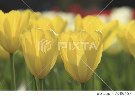 チューリップ 7086457