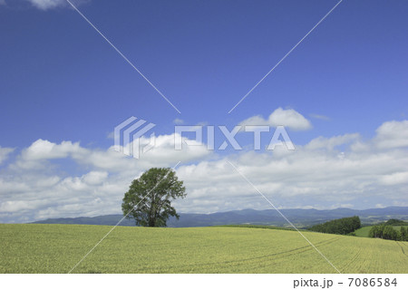 麦畑と一本の木 麦畑と一本の木 7086584