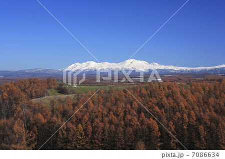 紅葉のカラマツ林 紅葉のカラマツ林 7086634