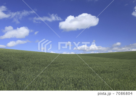 麦畑と雲 7086804