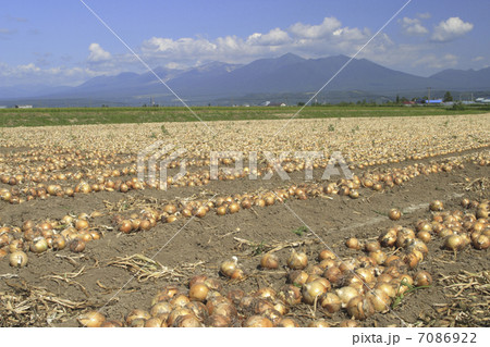 たまねぎ畑 7086922