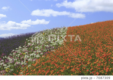 花畑 7087309