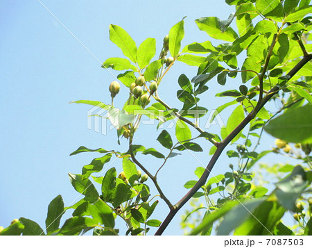 空に向かって伸びるもっこうばらの枝 7087503