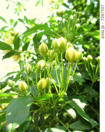 膨らんだ黄モッコウバラの蕾 7087507