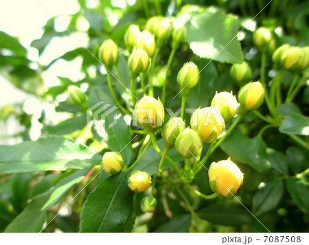 膨らんだ黄モッコウバラの蕾 7087508