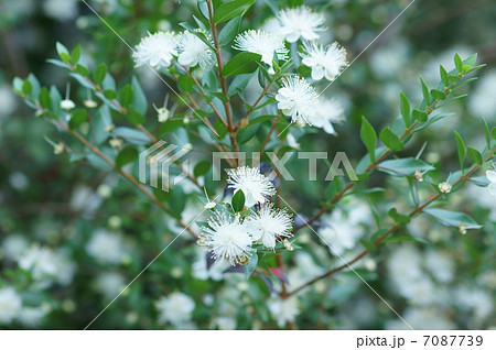 銀梅花ギンバイカ　別名マートルと呼ばれています。 7087739