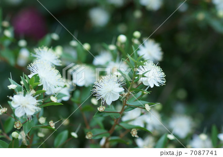 銀梅花ギンバイカ　別名マートルと呼ばれています。 7087741