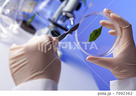 Green plants in biology laborotary Green plants in biology laborotary 7092362