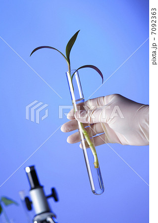 Green plants in biology laborotary Green plants in biology laborotary 7092363