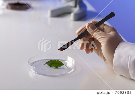 Green plants in biology laborotary Green plants in biology laborotary 7092382