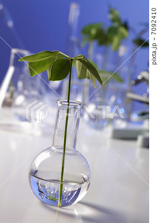 Green plants in biology laborotary Green plants in biology laborotary 7092410