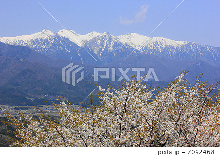 山桜と残雪の中央アルプス 山桜と残雪の中央アルプス 7092468