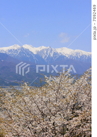 山桜と残雪の中央アルプス 7092469