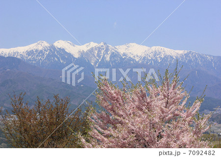 葉桜と残雪の中央アルプス 7092482