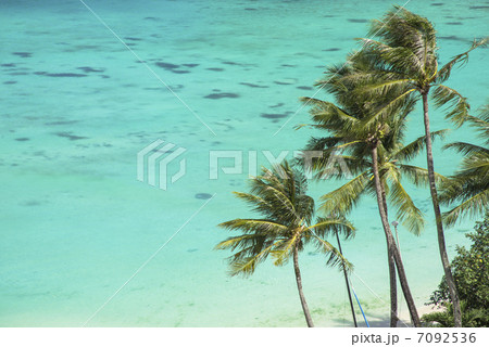 グアム島の海とヤシの木 7092536