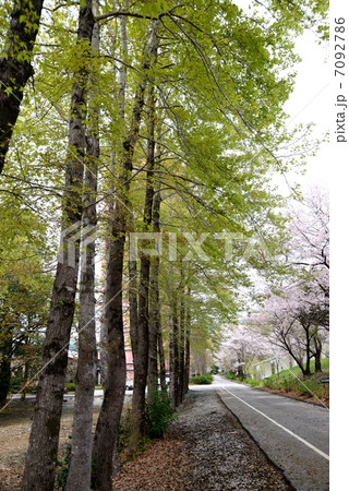 新入生を待つ春爛漫の高知県立　高知工科大学　Ａ棟西側並木道 7092786