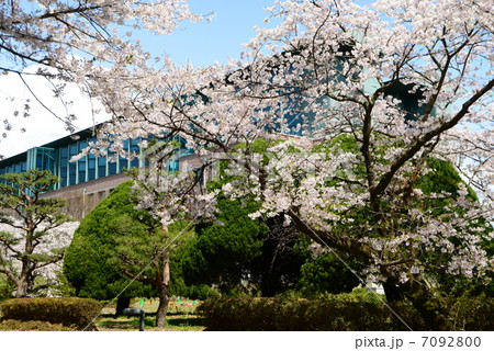 新入生を待つ春爛漫の高知県立 高知工科大学 A棟の桜 新入生を待つ春爛漫の高知県立 高知工科大学 A棟の桜 7092800
