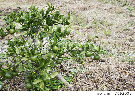 みかん畑 7092906