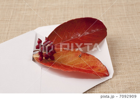 白い封筒に入れた枯葉 7092909