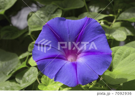 アサガオの花のアップ 7092936