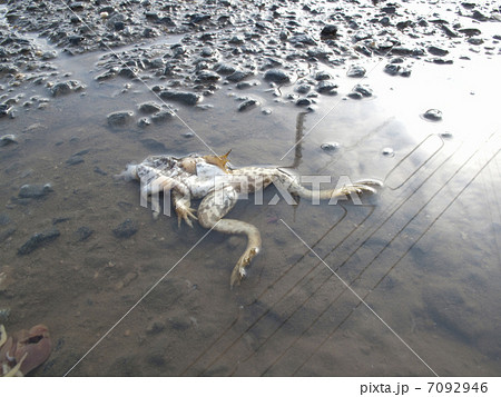車にひかれたカエルの死骸の写真素材