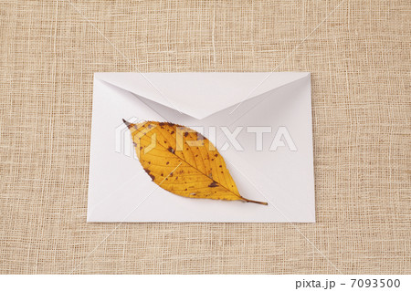 白い封筒に入れた枯葉 白い封筒に入れた枯葉 7093500