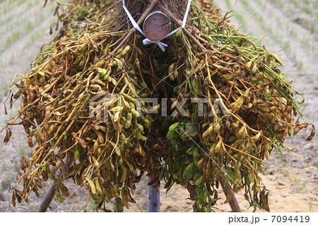 枝豆のはさがけ 7094419