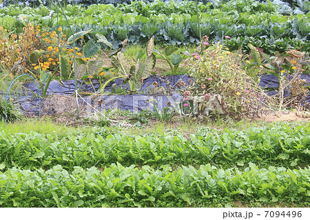 家庭菜園 7094496