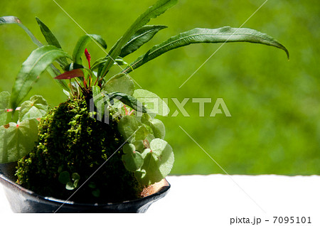 シダの苔玉 7095101