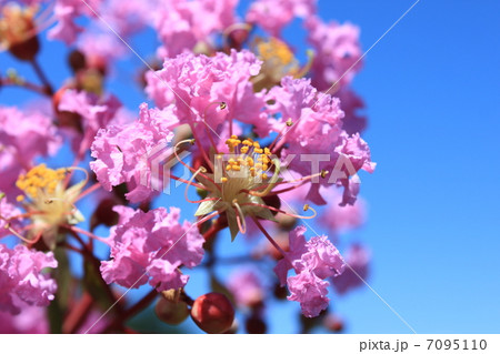 サルスベリの花 7095110