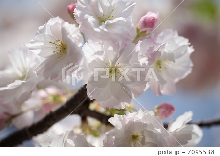 うららかな春 7095538