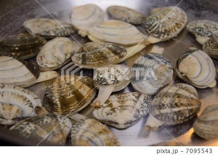 あさりの砂抜き 7095543