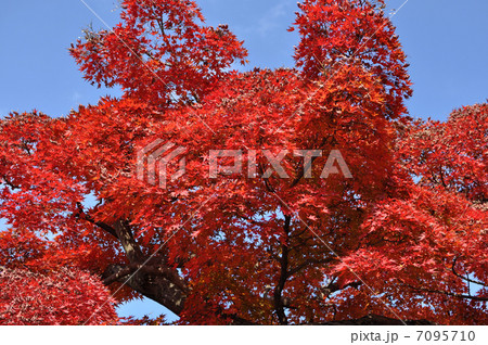 紅葉｜埼玉県長瀞町 7095710