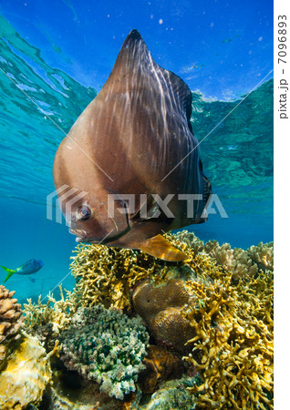 人懐っこいツバメウオ 7096893