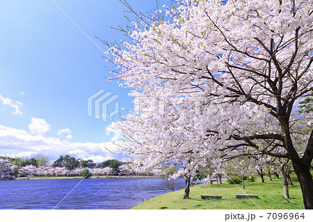 桜咲く春の南湖公園 桜咲く春の南湖公園 7096964