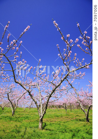 桃の果樹園 桃の果樹園 7097006