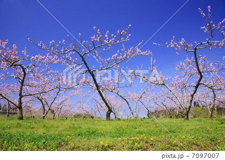 桃の果樹園 桃の果樹園 7097007