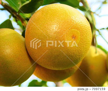 Grapefruits 7097159